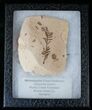 Metasequoia (Dawn Redwood) Fossil - Montana #15862-1